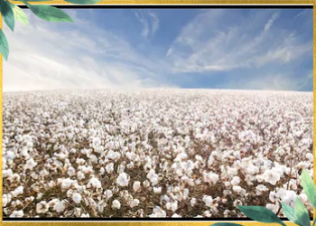 THE WORLD OF ADORABLE COTTON